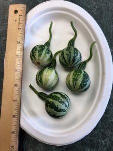 Tennessee Dancing Gourds by Amy Frances LeBlanc