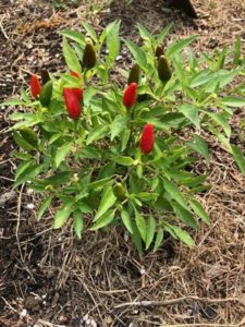 Thai Hot Peppers by Amy Frances LeBlanc