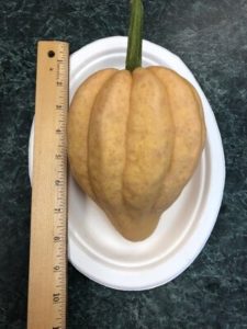 Thelma Sanders Sweet Potato Squash, heirloom by Amy Frances LeBlanc