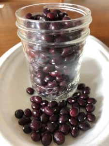 True Red Cranberry Pole Bean by Amy Frances LeBlanc