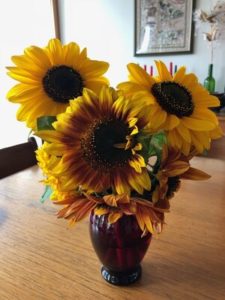 Volunteer Sunflowers by Amy Frances LeBlanc