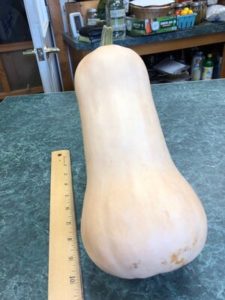 Waltham Butternut Winter Squash by Amy Frances LeBlanc