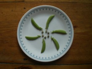 probably got the seed from Danya 20+ years ago - no idea what variety of snap peas, but seeds are shown. Plant grows as high as the moon! by Barbara Klie