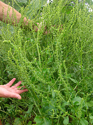 'Lutz' beet seed crop