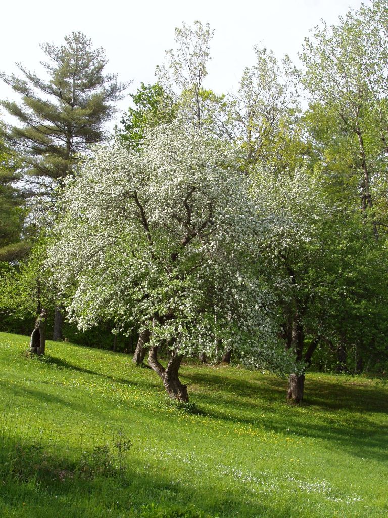 Brigg'sMinotBloom