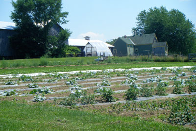 The Curras' farmhouse, barns, greenhouse and vegetables