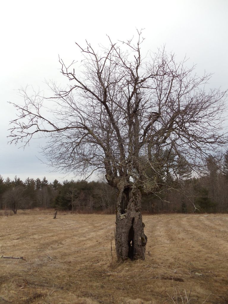 FinleyHollowTree