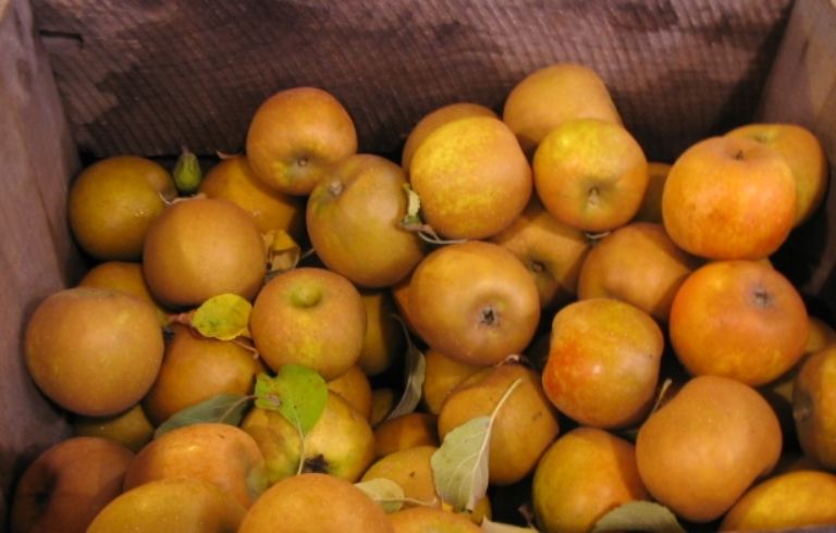 GoldenRusset(box)