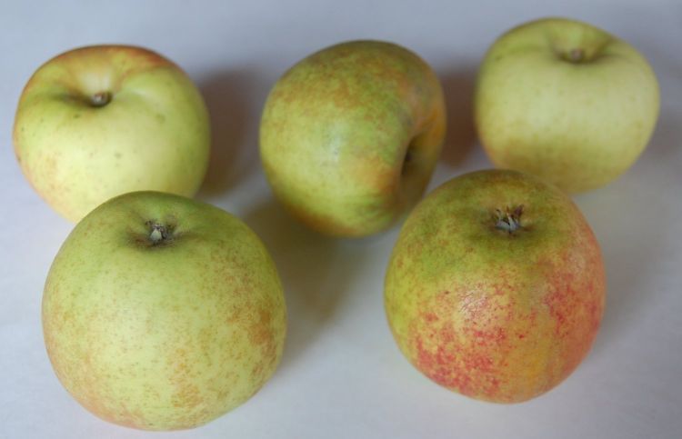 Gray pearmain