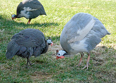 Guinea fowl