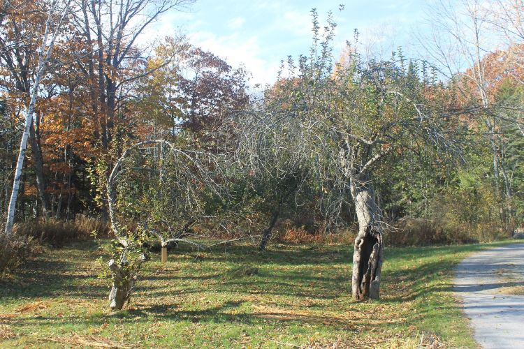 Northern+Greening+in+home+orchard