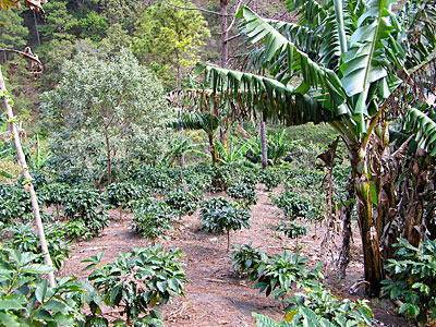 Hill farm crops