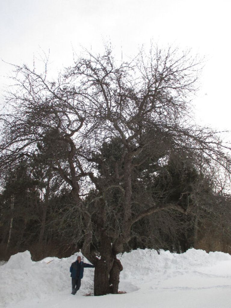 Person standing under tree in winter.