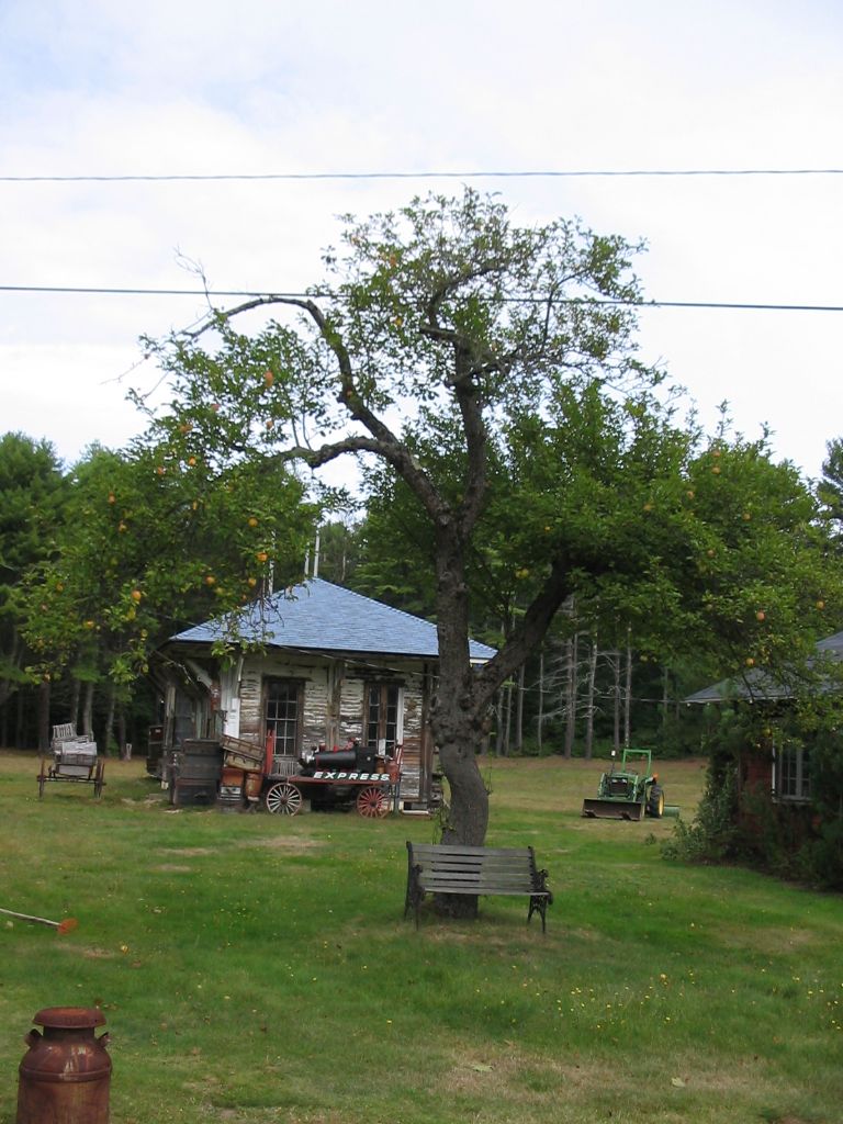 Porter(TreeSouthernMaine)