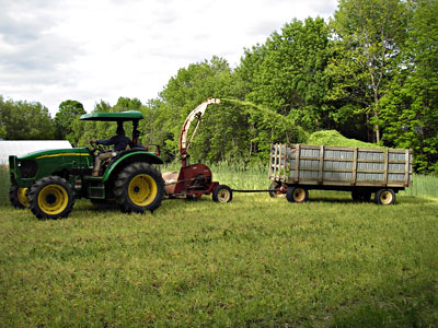 Paul flail chopping winter rye