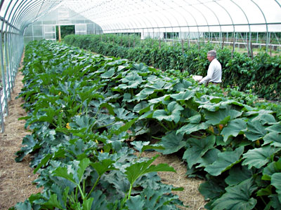 Paul harvesting beans and squash