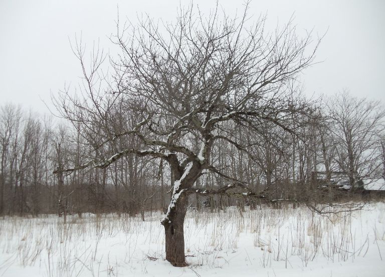 An old tree stands in the snow