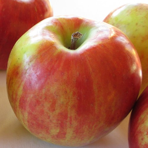 Varieties – Maine Apples