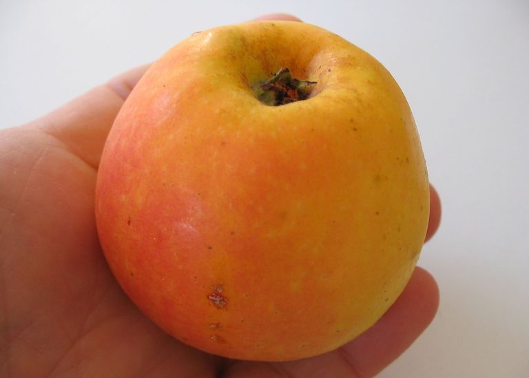 orange+sweet+basin