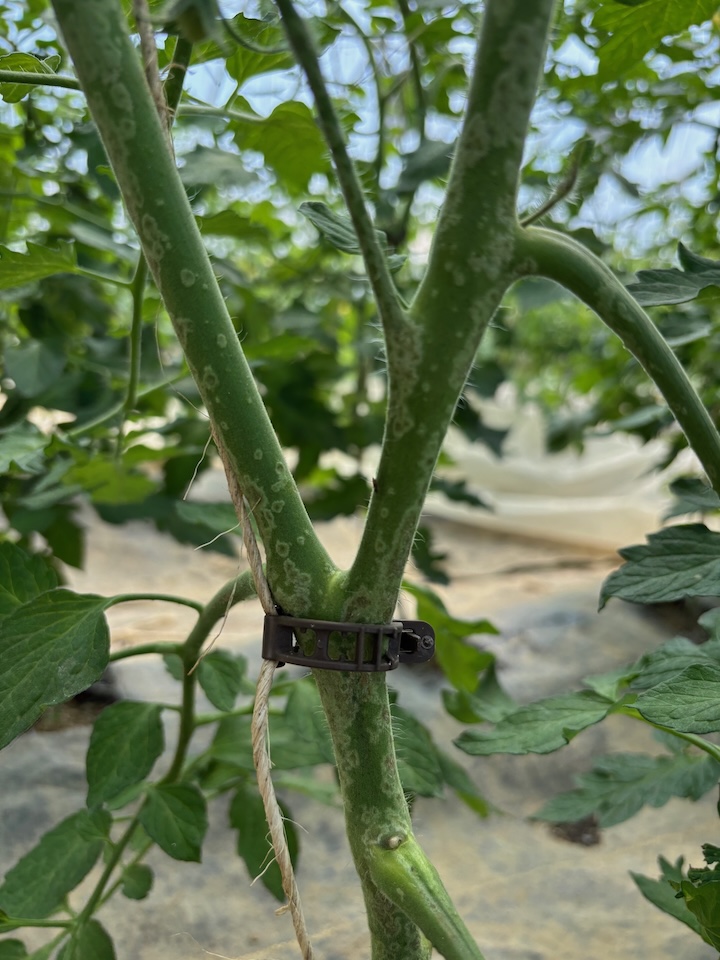 Edema on greenhouse tomato stems after a stretch of cloudy and rainy weather. Photo Nate Drummond