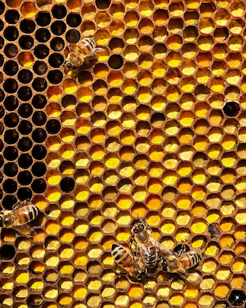 An array of spring pollen stored in beeswax comb. Honeybees forage as far as 3 miles from their hive to gather early blooming crocus, squill, pussy willow, silver maple and more. 