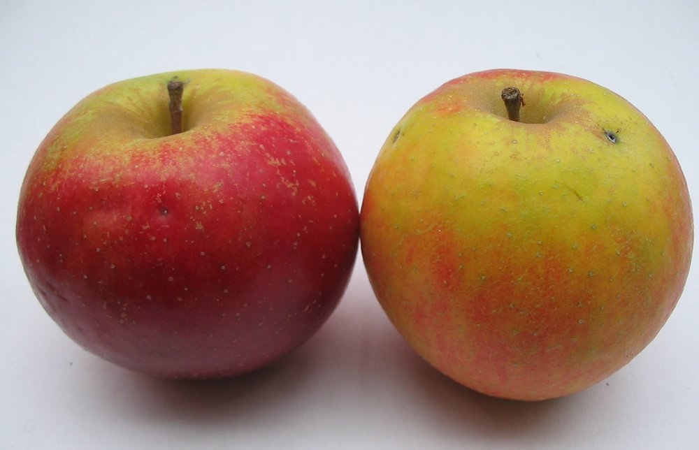 Hubbardston Nonesuch apple