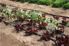 An interplanting of a long-season crop, tomatoes, with a short-season crop, lettuce. The lettuce will be harvested leaving space for air flow. 