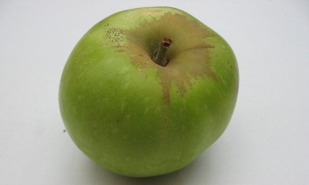 Rhode Island Greening apple
