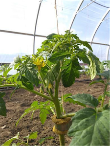 The main stem of this tomato plant is pictured growing upwards at the plant’s right, while a “sucker” is growing from a leaf axil below the first flower cluster. 