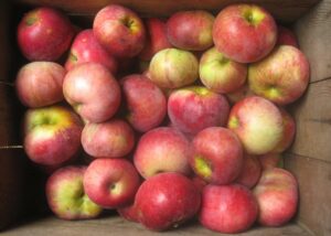 Wolf River apples in apple box