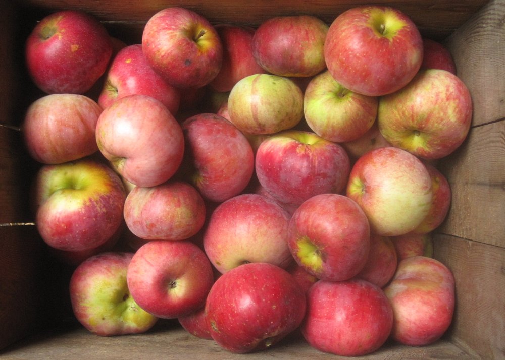 Wolf River apples