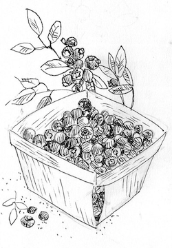 Blueberries in quart basket, illustration. 