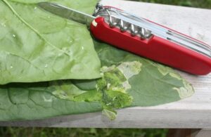 Spinach leafminer eggs on left. Larvae at middle and mining damage right.