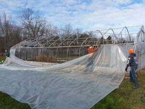 Greenhouse plastic being removed