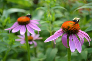 Bee on flower