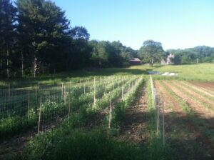 Farm field
