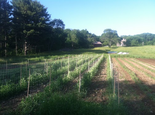 Farm field