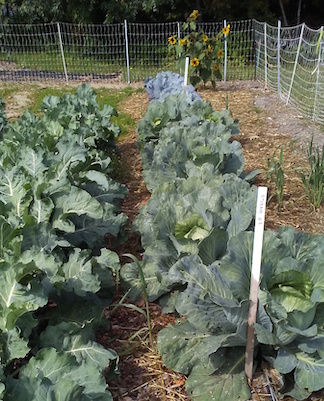 Garden with fencing