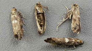 Leek moth adults