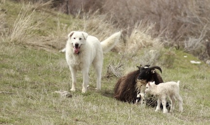 livestock guardian dog