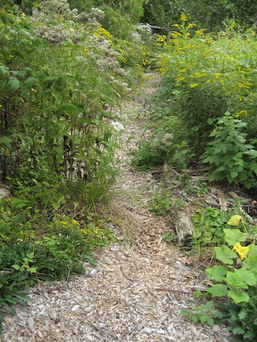 Mulched path in orchard