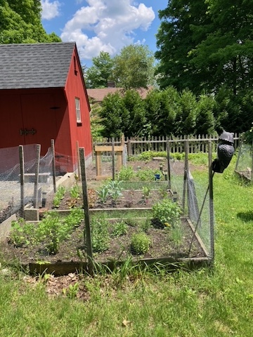 raised bed garden with mesh fence