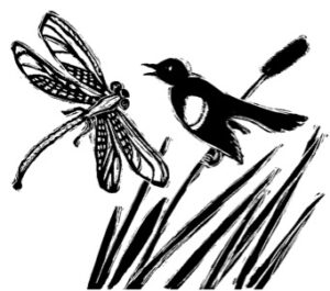 illustration of dragonfly and blackbird