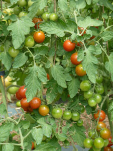 Favorita cherry tomatoes