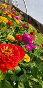 Zinnias in hoophouse