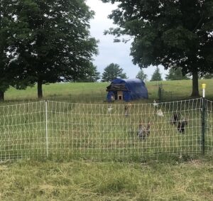 Chickens on pasture