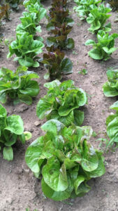 Lettuce heads in garden rows