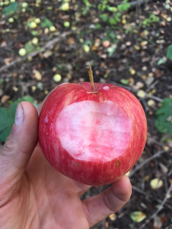 Varieties Archive - New York Apple Association