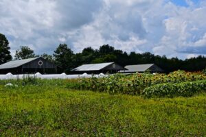 Sunflowers at fairgrounds