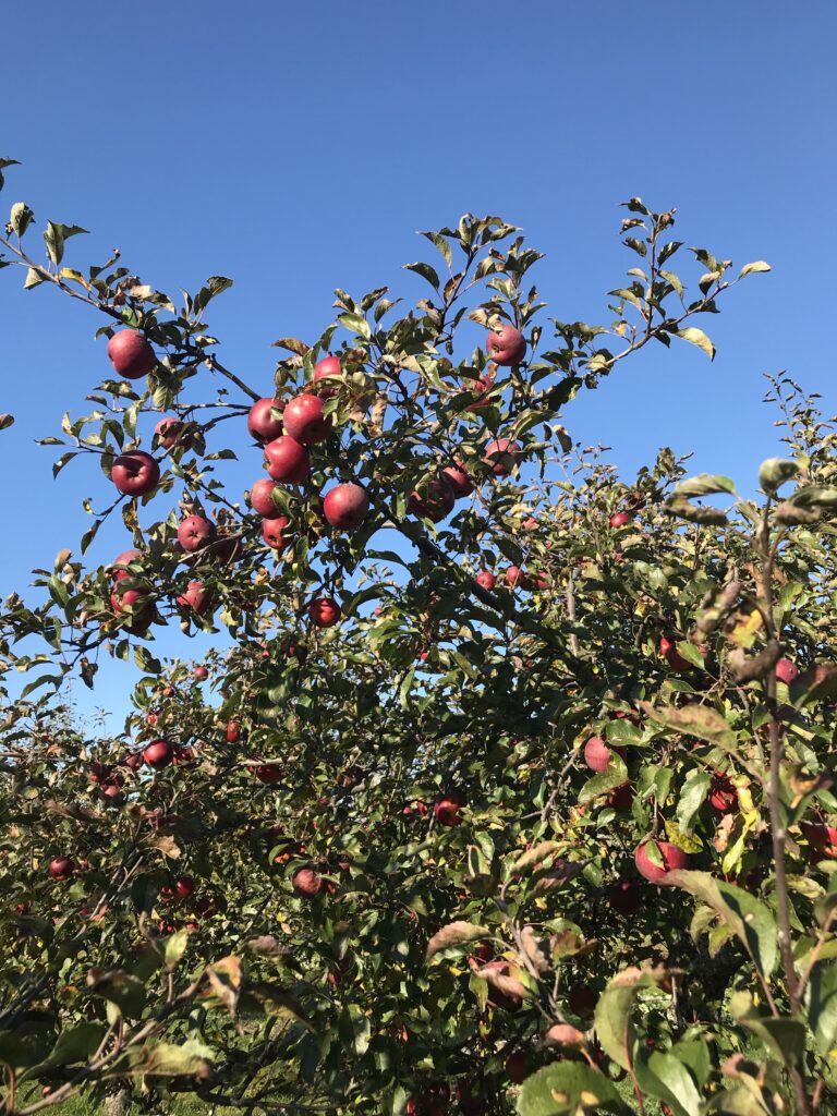 How climate change could kill the red apple